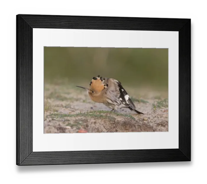 Framed Print : Eurasian Hoopoe (Upupa epops) adult, stretching wings, standing on ground, Suffolk, England, October Framed Print : Eurasian Hoopoe (Upupa epops) adult, stretching wings, standing on ground, Suffolk, England, October
