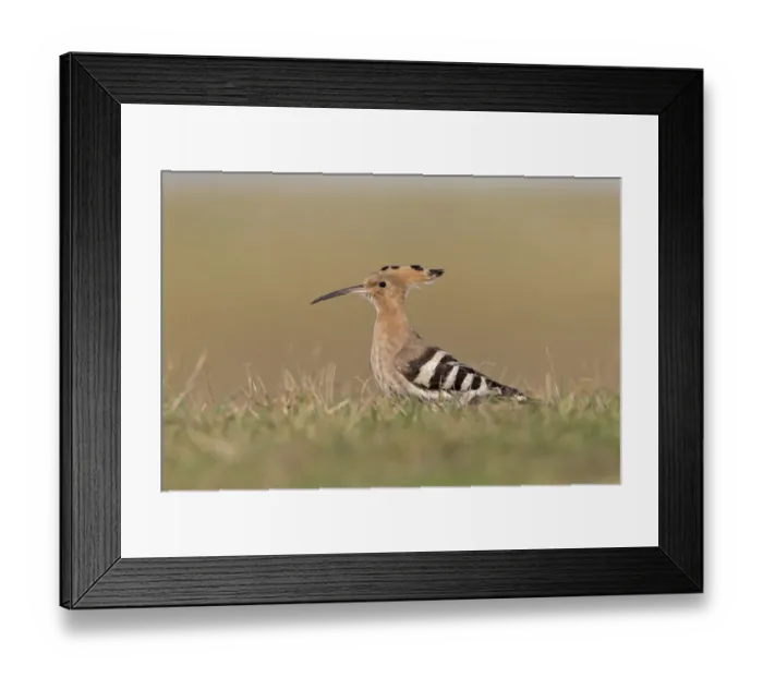 Framed Print : Eurasian Hoopoe (Upupa epops) adult, standing on ground, Suffolk, England, October Framed Print : Eurasian Hoopoe (Upupa epops) adult, standing on ground, Suffolk, England, October