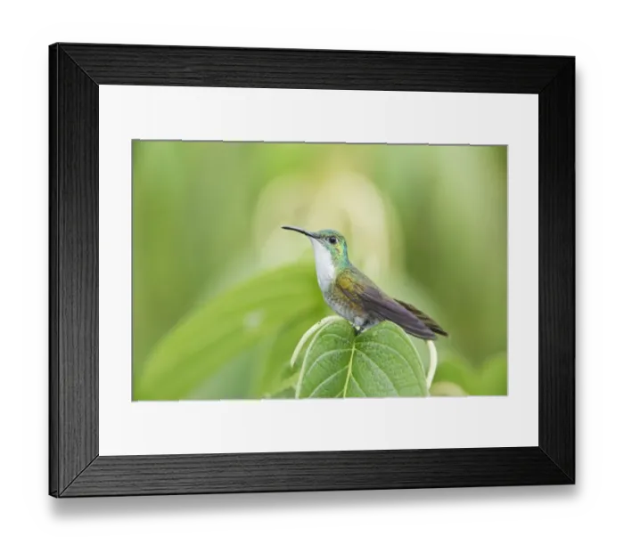 Framed Print : White-chested Emerald (Amazilia chionopectus) adult, perched on flowerspike, Trinidad, Trinidad and Tobago, November