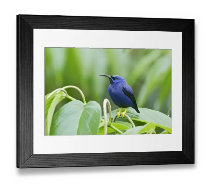 Framed Print : Purple Honeycreeper (Cyanerpes caeruleus) adult male, perched on flowerspike, Trinidad, Trinidad and Tobago, November Framed Print : Purple Honeycreeper (Cyanerpes caeruleus) adult male, perched on flowerspike, Trinidad, Trinidad and Tobago, November