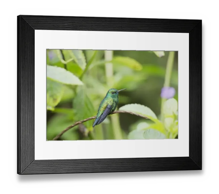Framed Print : Blue-chinned Sapphire (Chlorestes notatus) adult male, perched on stem, Trinidad, Trinidad and Tobago, November Framed Print : Blue-chinned Sapphire (Chlorestes notatus) adult male, perched on stem, Trinidad, Trinidad and Tobago, November