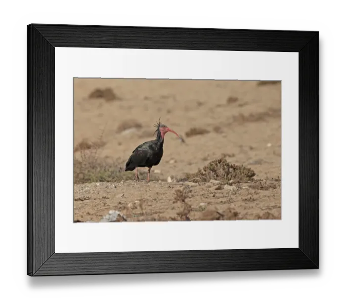 Framed Print : Northern Bald Ibis (Geronticus eremita) adult, walking in desert, Morocco, November Framed Print : Northern Bald Ibis (Geronticus eremita) adult, walking in desert, Morocco, November