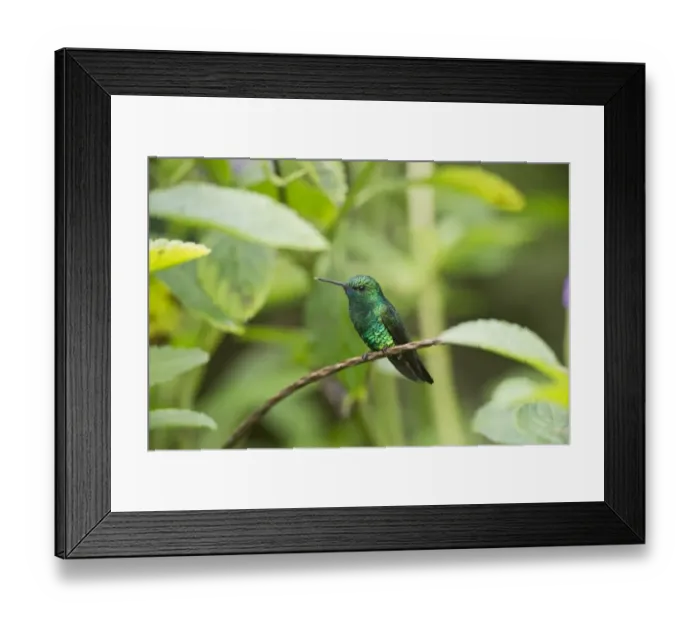 Framed Print : Blue-chinned Sapphire (Chlorestes notatus) adult male, perched on stem, Trinidad, Trinidad and Tobago, November Framed Print : Blue-chinned Sapphire (Chlorestes notatus) adult male, perched on stem, Trinidad, Trinidad and Tobago, November