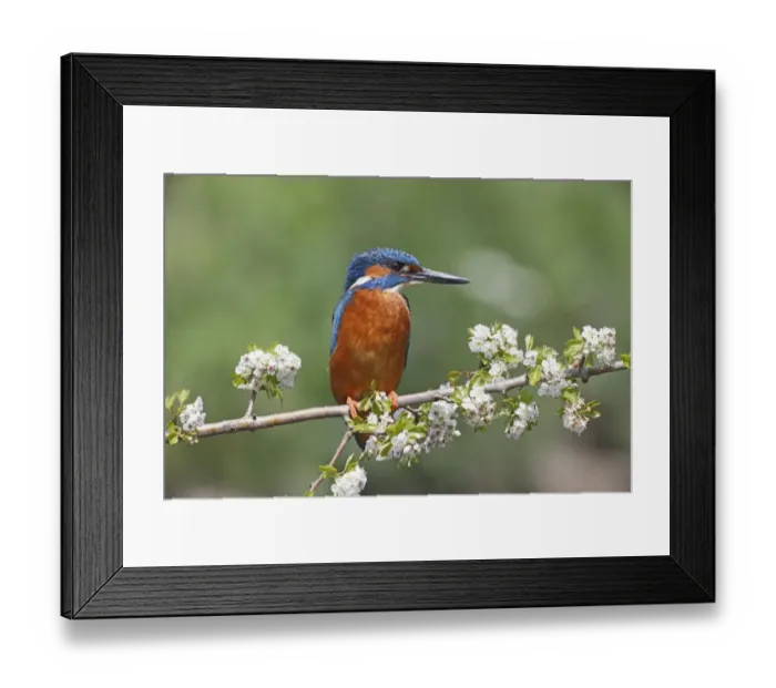 Framed Print : Common Kingfisher (Alcedo atthis) adult male, perched on branch with blossom, Warwickshire, England, May Framed Print : Common Kingfisher (Alcedo atthis) adult male, perched on branch with blossom, Warwickshire, England, May