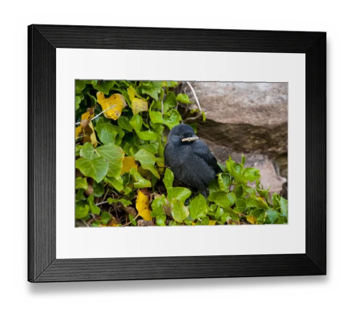 Framed Print : Jackdaw (Corvus monedula) chick, fledgling perched on ivy growing up walls of castle, Bamburgh Castle, Bamburgh Framed Print : Jackdaw (Corvus monedula) chick, fledgling perched on ivy growing up walls of castle, Bamburgh Castle, Bamburgh