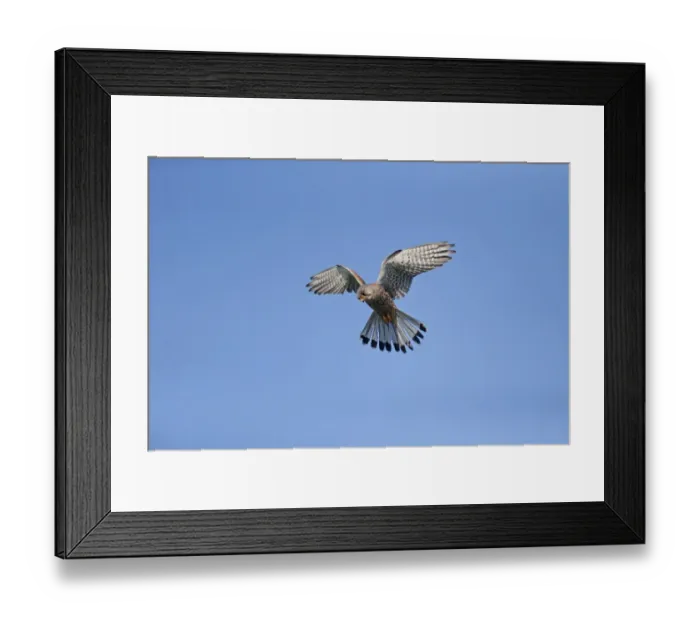 Framed Print : Eurasian Avocet (Recurvirostra avocetta) adult, in flight, mobbing Lesser Black-backed Gull (Larus fuscus) adult Framed Print : Eurasian Avocet (Recurvirostra avocetta) adult, in flight, mobbing Lesser Black-backed Gull (Larus fuscus) adult