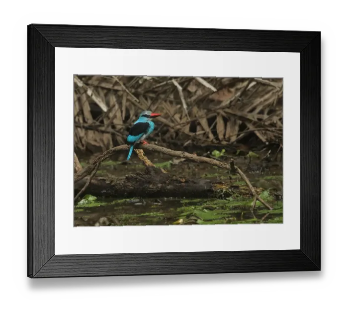 Framed Print : Blue-breasted Kingfisher (Halcyon malimbica forbesi) adult, perched on branch over water, Ankasa Reserve, Ghana
