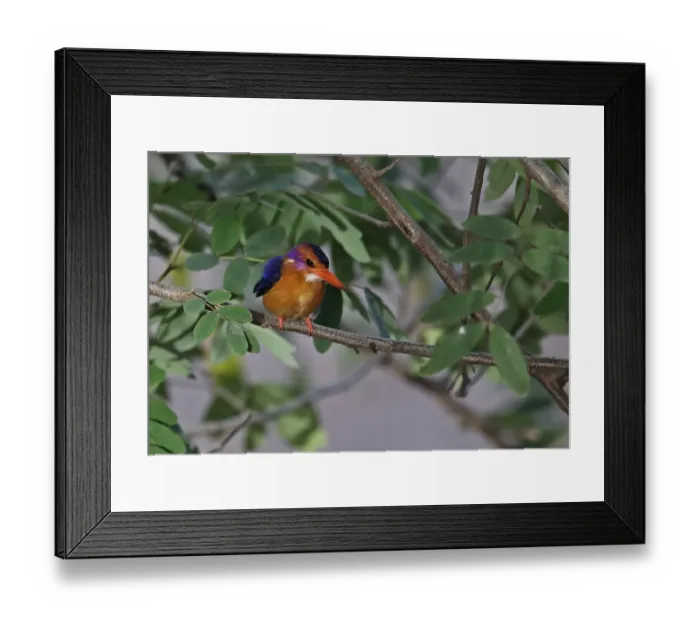 Framed Print : African Pygmy Kingfisher (Ispidina picta) adult, perched on branch, Mole N. P. Ghana, February Framed Print : African Pygmy Kingfisher (Ispidina picta) adult, perched on branch, Mole N. P. Ghana, February