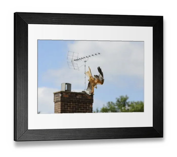 Framed Print : Red Kite (Milvus milvus) adult, in flight, swooping down for leftover food at roadside cafe, Chilterns Framed Print : Red Kite (Milvus milvus) adult, in flight, swooping down for leftover food at roadside cafe, Chilterns