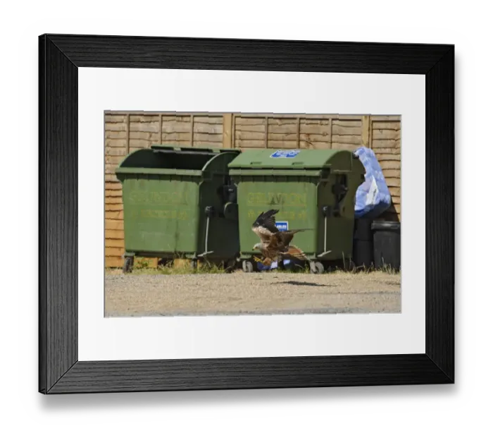 Framed Print : Red Kite (Milvus milvus) adult, in flight, scavenging near waste bins, Stokenchurch, Chiltern Hills, Buckinghamshire Framed Print : Red Kite (Milvus milvus) adult, in flight, scavenging near waste bins, Stokenchurch, Chiltern Hills, Buckinghamshire