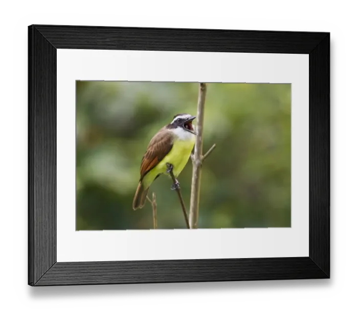 Framed Print : Great Kiskadee (Pitangus sulphuratus) adult, with beak open, perched on twig, Trinidad, Trinidad and Tobago, November Framed Print : Great Kiskadee (Pitangus sulphuratus) adult, with beak open, perched on twig, Trinidad, Trinidad and Tobago, November