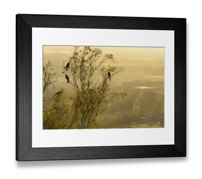 Framed Print : Red Kite (Milvus milvus) four adults, perched in tree at sunset, Chilterns, Buckinghamshire, England, June Framed Print : Red Kite (Milvus milvus) four adults, perched in tree at sunset, Chilterns, Buckinghamshire, England, June