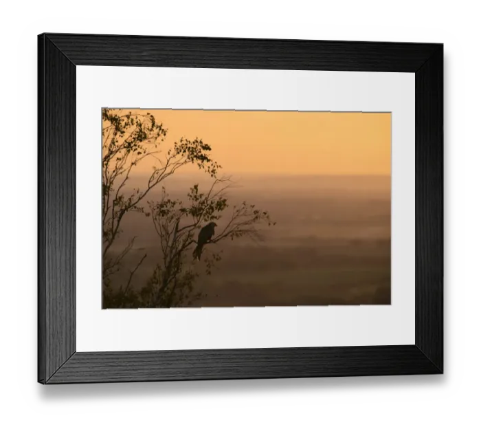 Framed Print : Red Kite (Milvus milvus) adult, perched in tree, silhouetted at sunset, Chilterns, Buckinghamshire, England, June Framed Print : Red Kite (Milvus milvus) adult, perched in tree, silhouetted at sunset, Chilterns, Buckinghamshire, England, June