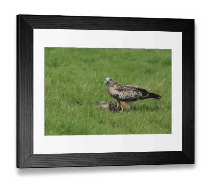Framed Print : Red Kite (Milvus milvus) immature, feeding on Common Pheasant (Phasianus colchicus) on grass in field, West Yorkshire Framed Print : Red Kite (Milvus milvus) immature, feeding on Common Pheasant (Phasianus colchicus) on grass in field, West Yorkshire