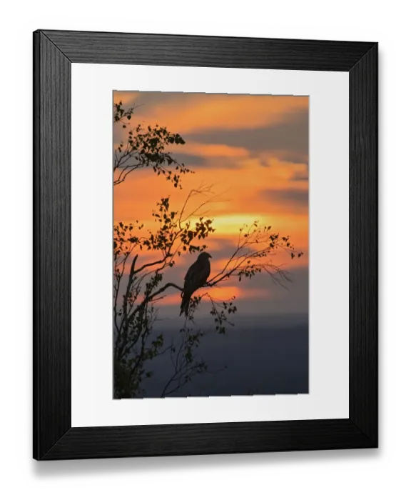 Framed Print : Red Kite (Milvus milvus) adult, perched in tree, silhouetted at sunset, Chilterns, Buckinghamshire, England, June Framed Print : Red Kite (Milvus milvus) adult, perched in tree, silhouetted at sunset, Chilterns, Buckinghamshire, England, June