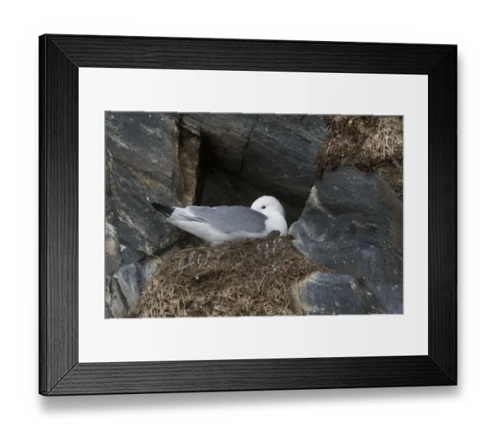 Framed Print : Black-legged Kittiwake (Rissa tridactyla) adult, breeding plumage, sitting on nest, Hornoya Island, Varanger Fjord Framed Print : Black-legged Kittiwake (Rissa tridactyla) adult, breeding plumage, sitting on nest, Hornoya Island, Varanger Fjord