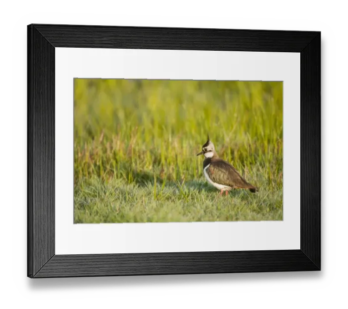 Framed Print : Northern Lapwing (Vanellus vanellus) adult female, breeding plumage, standing in dew covered grass at dawn Framed Print : Northern Lapwing (Vanellus vanellus) adult female, breeding plumage, standing in dew covered grass at dawn