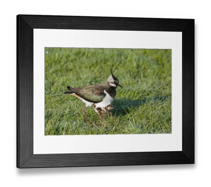 Framed Print : Northern Lapwing (Vanellus vanellus) adult female, breeding plumage, with chicks sheltering under breast Framed Print : Northern Lapwing (Vanellus vanellus) adult female, breeding plumage, with chicks sheltering under breast