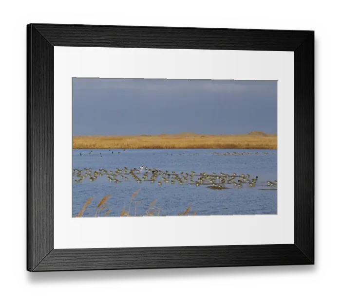 Framed Print : Northern Lapwing (Vanellus vanellus) flock, roosting in shallow water on coastal marshland habitat