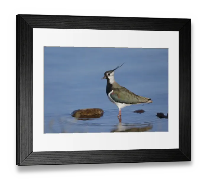 Framed Print : Northern Lapwing (Vanellus vanellus) adult male, breeding plumage, standing in shallow water, Highlands, Scotland, May Framed Print : Northern Lapwing (Vanellus vanellus) adult male, breeding plumage, standing in shallow water, Highlands, Scotland, May