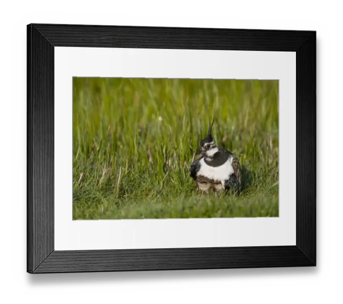 Framed Print : Northern Lapwing (Vanellus vanellus) adult female, breeding plumage, with chicks sheltering under breast Framed Print : Northern Lapwing (Vanellus vanellus) adult female, breeding plumage, with chicks sheltering under breast