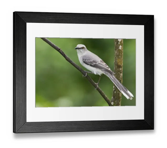 Framed Print : Tropical Mockingbird (Mimus gilvus) adult, perched on twig, Trinidad, Trinidad and Tobago, November Framed Print : Tropical Mockingbird (Mimus gilvus) adult, perched on twig, Trinidad, Trinidad and Tobago, November
