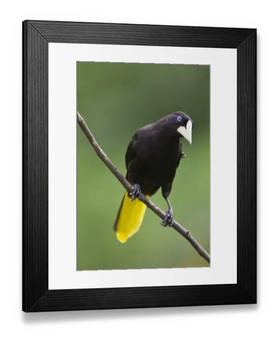 Framed Print : Crested Oropendola (Psarocolius decumanus insularis) adult, perched on twig, Trinidad, Trinidad and Tobago, November Framed Print : Crested Oropendola (Psarocolius decumanus insularis) adult, perched on twig, Trinidad, Trinidad and Tobago, November