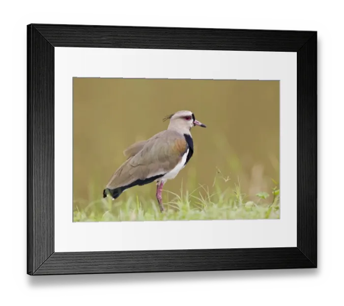 Framed Print : Southern Lapwing (Vanellus chilensis) adult, standing on grass, Trinidad, Trinidad and Tobago, November Framed Print : Southern Lapwing (Vanellus chilensis) adult, standing on grass, Trinidad, Trinidad and Tobago, November