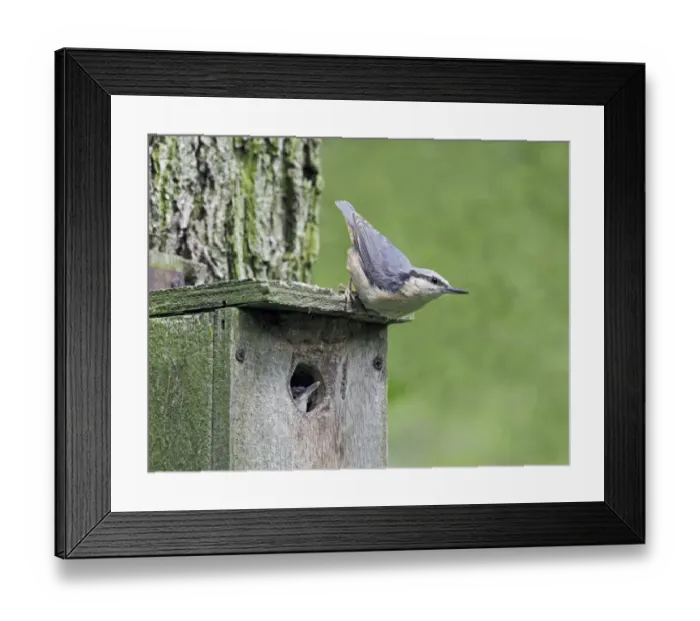 Framed Print : Eurasian Nuthatch (Sitta europaea) adult, clinging to nestbox with chick at entrance, Warwickshire, England, June
