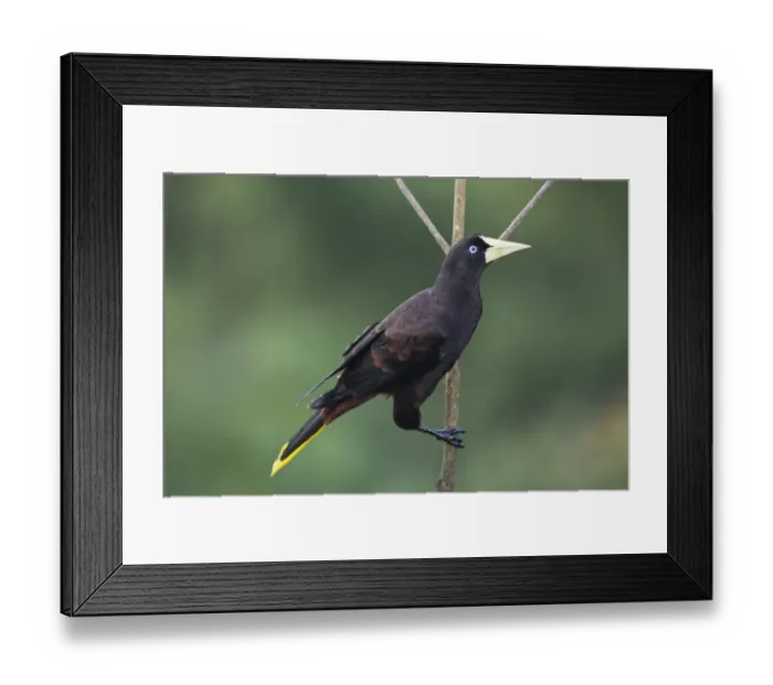 Framed Print : Crested Oropendola (Psarocolius decumanus insularis) adult, perched on twig, Trinidad, Trinidad and Tobago, November Framed Print : Crested Oropendola (Psarocolius decumanus insularis) adult, perched on twig, Trinidad, Trinidad and Tobago, November