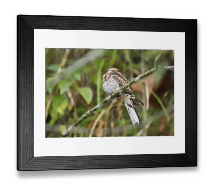 Framed Print : White-tailed Nightjar (Caprimulgus cayennensis) adult, perched on branch at daytime roost, Tobago, Trinidad and Tobago Framed Print : White-tailed Nightjar (Caprimulgus cayennensis) adult, perched on branch at daytime roost, Tobago, Trinidad and Tobago