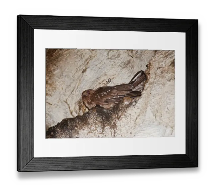 Framed Print : Oilbird (Steatornis caripensis) adult, sitting at nest ledge in cave, Trinidad, Trinidad and Tobago, November Framed Print : Oilbird (Steatornis caripensis) adult, sitting at nest ledge in cave, Trinidad, Trinidad and Tobago, November