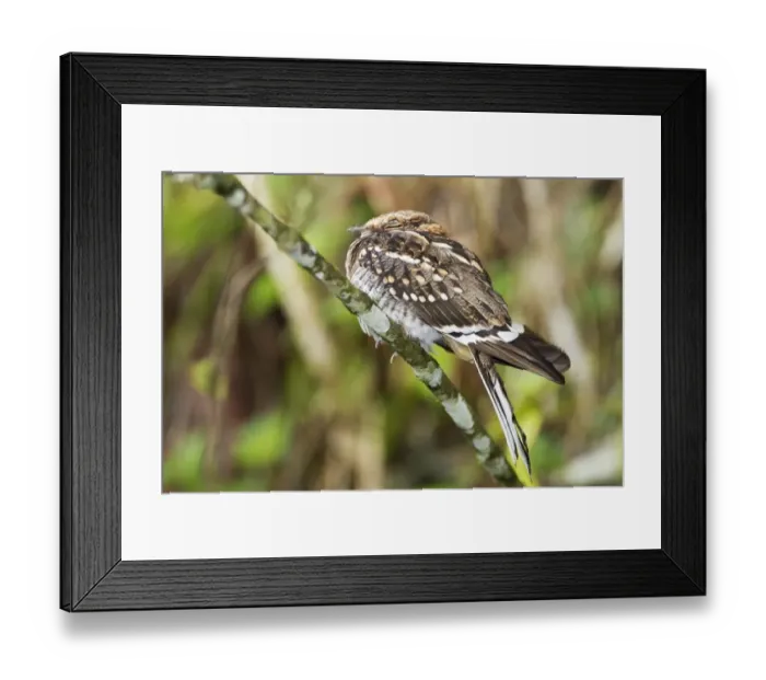Framed Print : White-tailed Nightjar (Caprimulgus cayennensis) adult, perched on branch at daytime roost, Tobago, Trinidad and Tobago