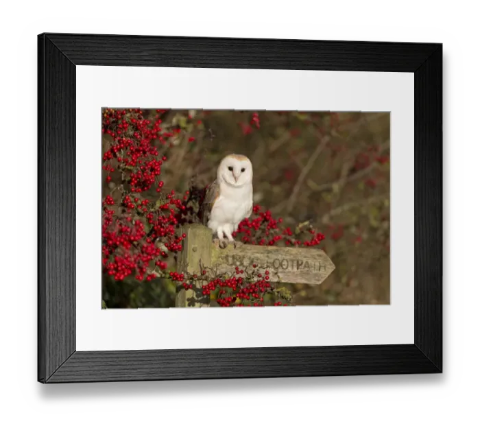 Framed Print : Barn Owl (Tyto alba) adult, perched on Public Footpath sign amongst Common Hawthorn (Crategus monogyna) berries Framed Print : Barn Owl (Tyto alba) adult, perched on Public Footpath sign amongst Common Hawthorn (Crategus monogyna) berries