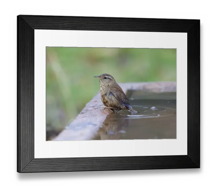Framed Print : Eurasian Wren (Troglodytes troglodytes) adult, bathing, Warwickshire, England, December Framed Print : Eurasian Wren (Troglodytes troglodytes) adult, bathing, Warwickshire, England, December