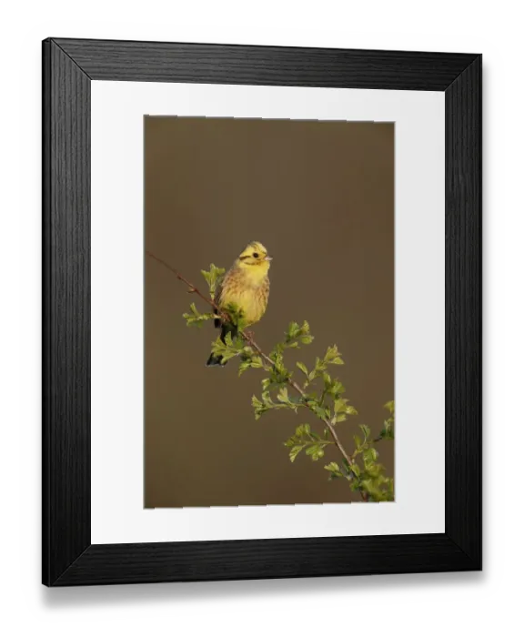 Framed Print : Yellowhammer (Emberiza citrinella) adult male, breeding plumage, perched on twig in hedgerow, Warwickshire, England