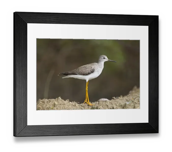 Framed Print : Lesser Yellowlegs (Tringa flavipes) juvenile, standing on mud, Tobago, Trinidad and Tobago, November Framed Print : Lesser Yellowlegs (Tringa flavipes) juvenile, standing on mud, Tobago, Trinidad and Tobago, November