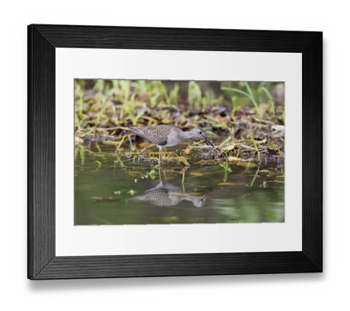 Framed Print : Lesser Yellowlegs (Tringa flavipes) juvenile, foraging in shallow water, Tobago, Trinidad and Tobago, November Framed Print : Lesser Yellowlegs (Tringa flavipes) juvenile, foraging in shallow water, Tobago, Trinidad and Tobago, November