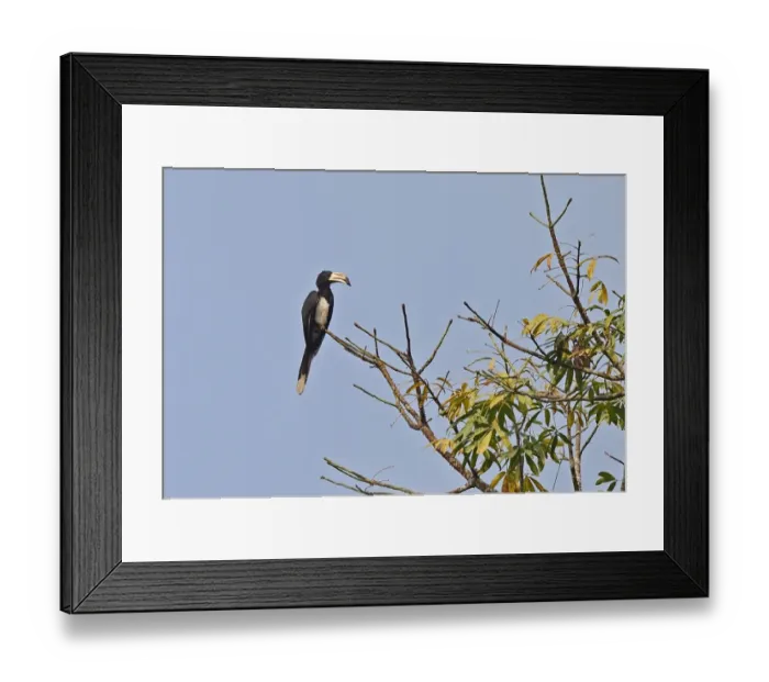 Framed Print : West African Pied Hornbill (Lophoceros semifasciatus) adult, perched on branch, Abrafo Village Forest, Ghana, February Framed Print : West African Pied Hornbill (Lophoceros semifasciatus) adult, perched on branch, Abrafo Village Forest, Ghana, February