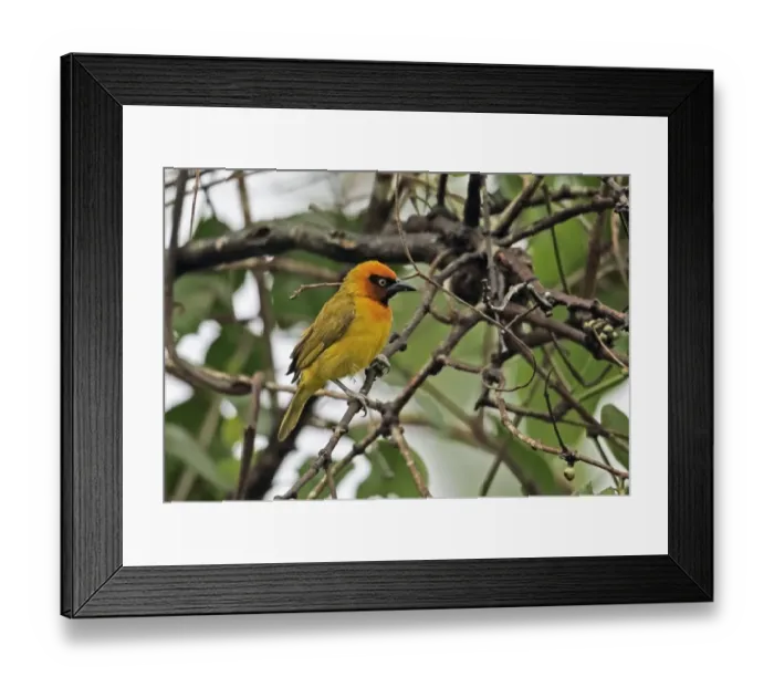 Framed Print : Black-necked Weaver (Ploceus nigricollis brachypterus) adult male, perched on twig, Abrafo Forest Road, Ghana, February Framed Print : Black-necked Weaver (Ploceus nigricollis brachypterus) adult male, perched on twig, Abrafo Forest Road, Ghana, February