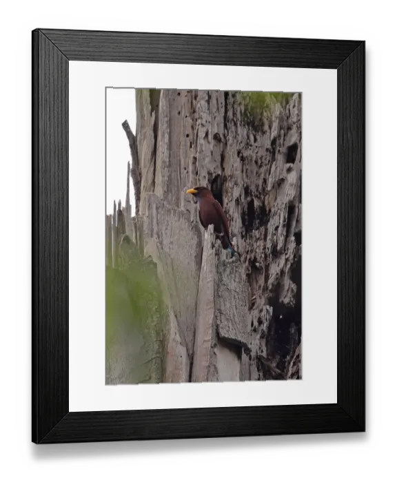 Framed Print : Blue-throated Roller (Eurystomus gularis gularis) adult, perched on dead tree trunk, Opro Forest, Ghana, February Framed Print : Blue-throated Roller (Eurystomus gularis gularis) adult, perched on dead tree trunk, Opro Forest, Ghana, February