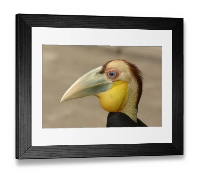Framed Print : Wreathed Hornbill (Rhyticeros undulatus) juvenile, close-up of head, rescued bird, Bali, Lesser Sunda Islands Framed Print : Wreathed Hornbill (Rhyticeros undulatus) juvenile, close-up of head, rescued bird, Bali, Lesser Sunda Islands
