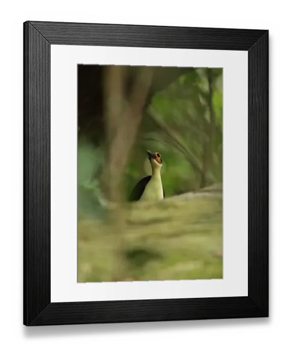 Framed Print : White-necked Rockfowl (Picathartes gymnocephalus) adult, standing on rock ledge, Ghana, February Framed Print : White-necked Rockfowl (Picathartes gymnocephalus) adult, standing on rock ledge, Ghana, February