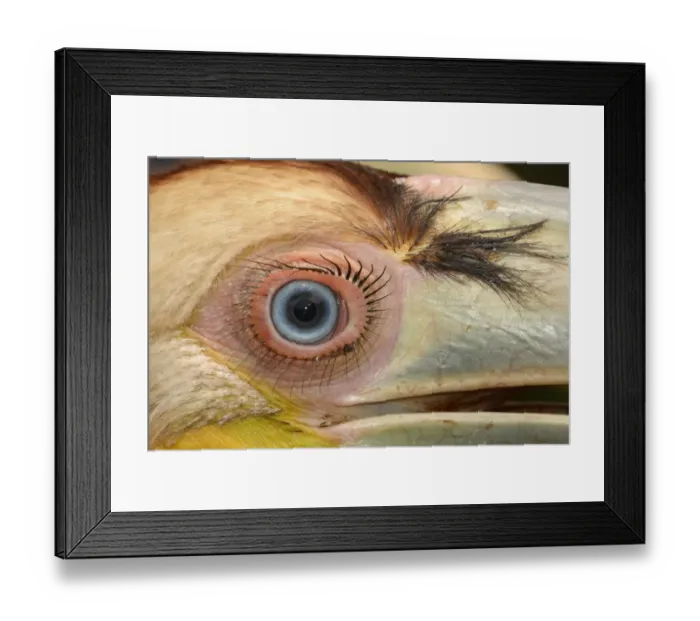 Framed Print : Wreathed Hornbill (Rhyticeros undulatus) juvenile, close-up of eye, rescued bird, Bali, Lesser Sunda Islands Framed Print : Wreathed Hornbill (Rhyticeros undulatus) juvenile, close-up of eye, rescued bird, Bali, Lesser Sunda Islands