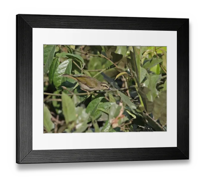 Framed Print : Green Hylia (Hylia prasina prasina) adult, perched on vine, Kakum N. P. Ghana, February Framed Print : Green Hylia (Hylia prasina prasina) adult, perched on vine, Kakum N. P. Ghana, February