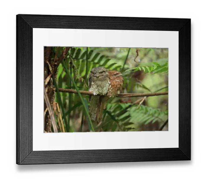 Framed Print : Sri Lanka Frogmouth (Batrachostomus moniliger) adult pair, perched at daytime roost, Sri Lanka, February Framed Print : Sri Lanka Frogmouth (Batrachostomus moniliger) adult pair, perched at daytime roost, Sri Lanka, February