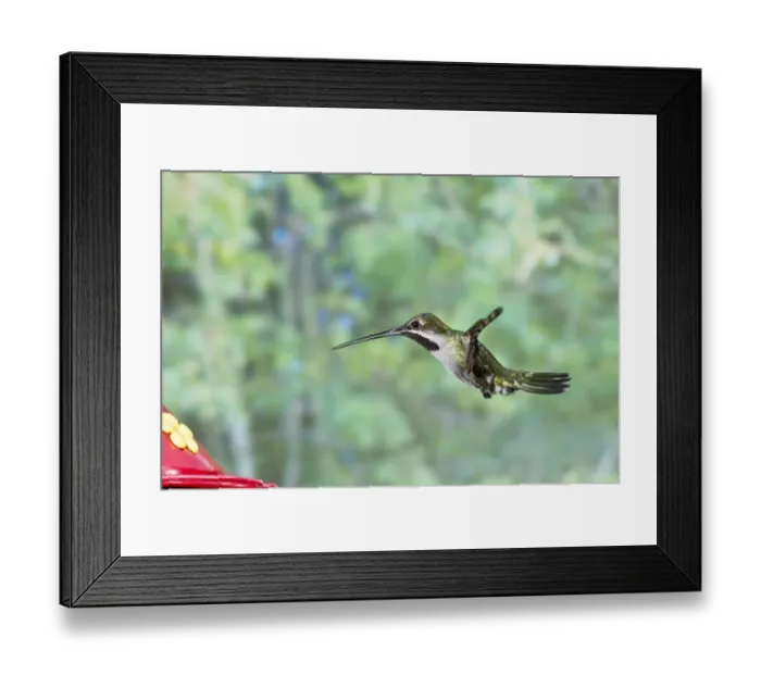 Framed Print : Long-billed Starthroat (Heliomaster longirostris) adult male, in flight, hovering at feeder, Trinidad