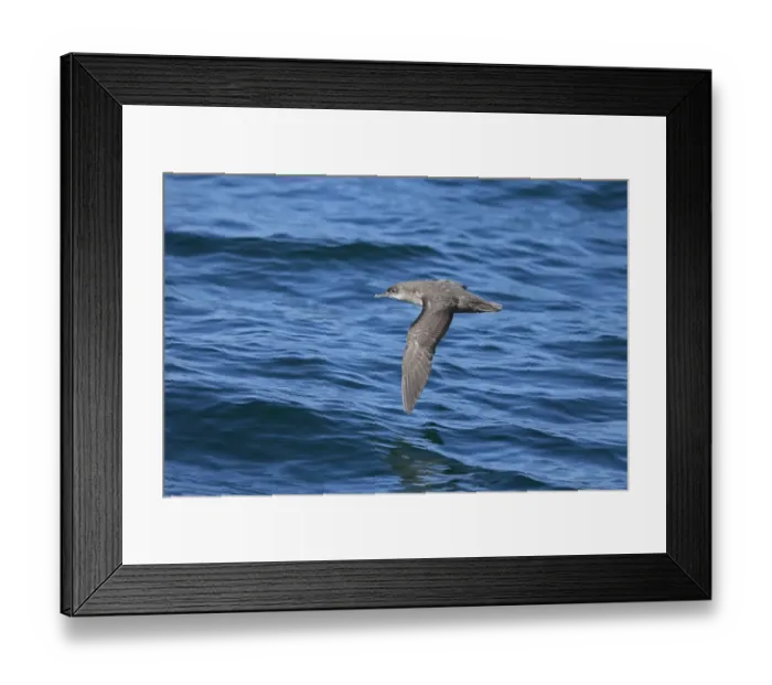 Framed Print : Balearic Shearwater (Puffinus mauretanicus) adult, in flight over sea, Morocco, November Framed Print : Balearic Shearwater (Puffinus mauretanicus) adult, in flight over sea, Morocco, November