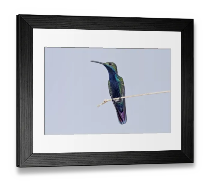 Framed Print : Black-throated Mango (Anthracothorax nigricollis) adult male, perched on twig, Trinidad, Trinidad and Tobago, November Framed Print : Black-throated Mango (Anthracothorax nigricollis) adult male, perched on twig, Trinidad, Trinidad and Tobago, November