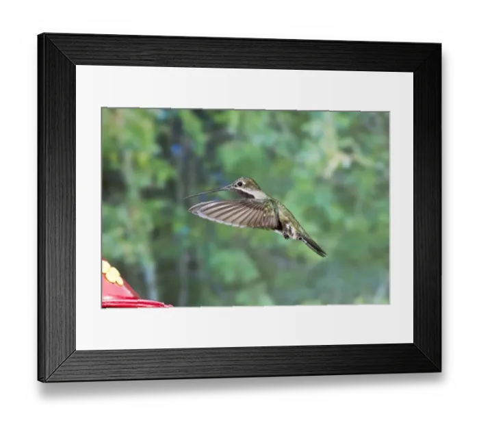 Framed Print : Long-billed Starthroat (Heliomaster longirostris) adult male, in flight, hovering at feeder, Trinidad Framed Print : Long-billed Starthroat (Heliomaster longirostris) adult male, in flight, hovering at feeder, Trinidad
